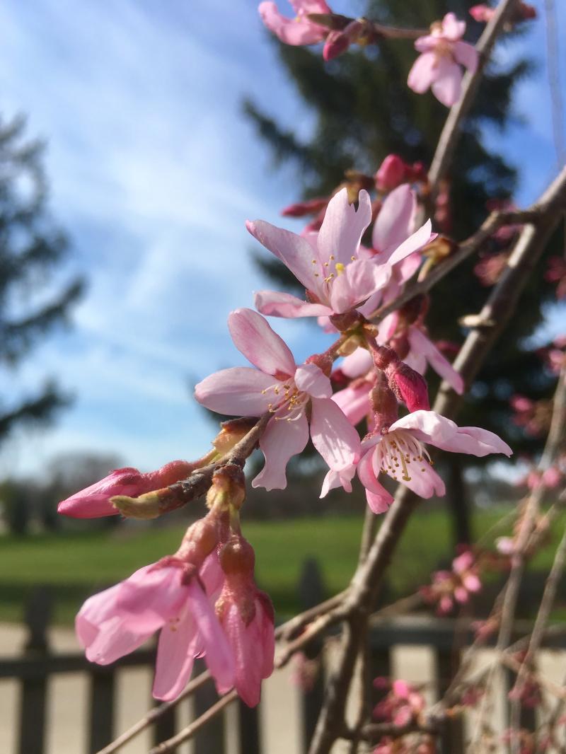 Cherry willow blooming pink like