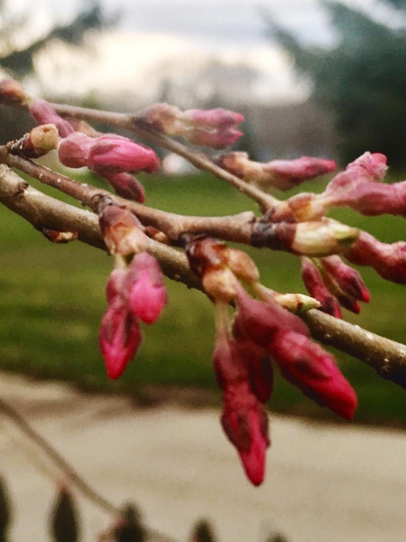 Cherry willow starting to bud