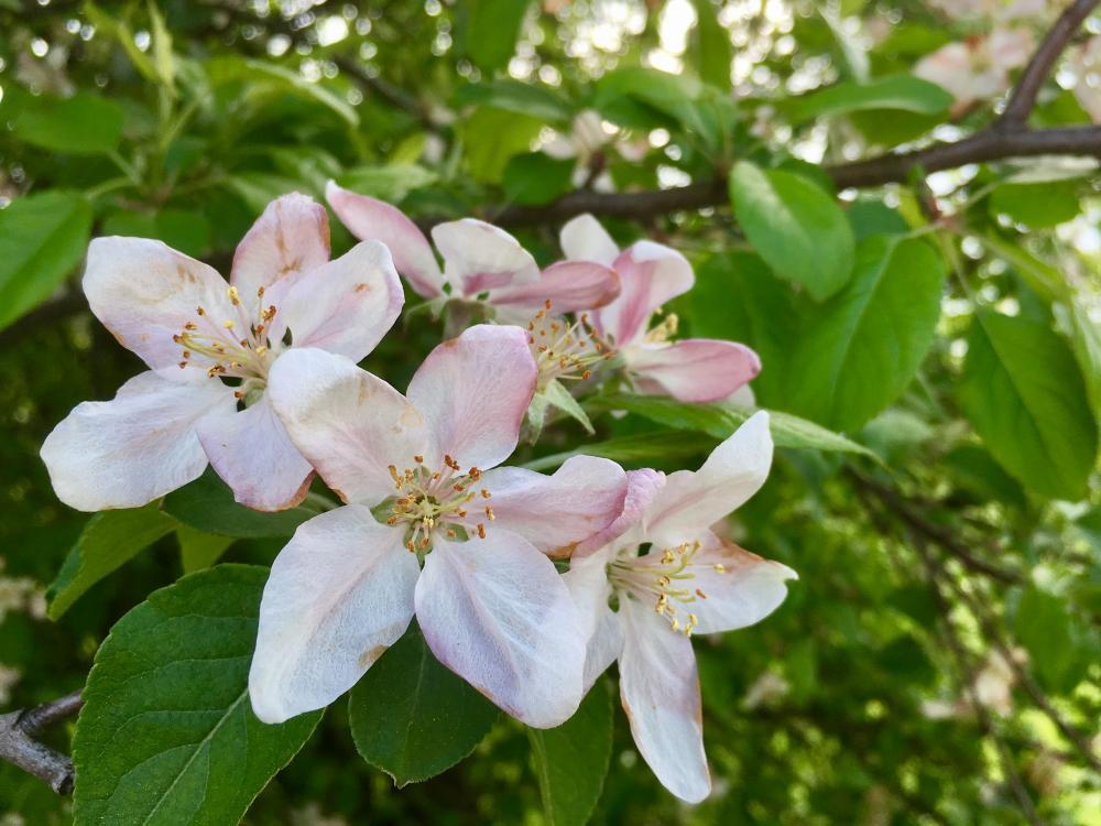 Crabapple flowers just for you
