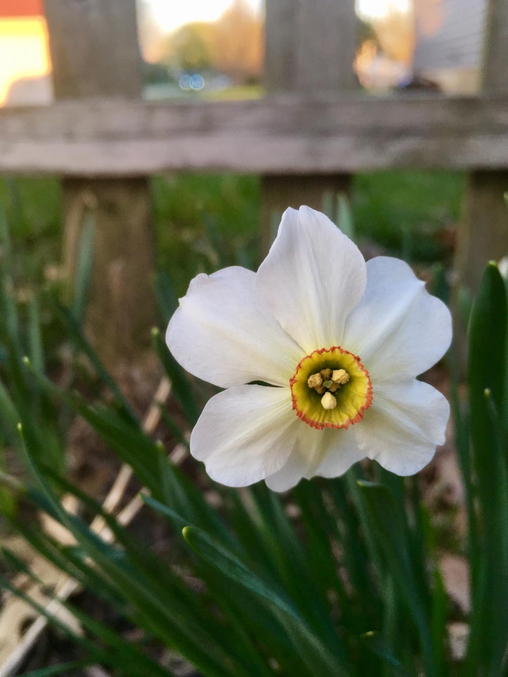 Daffodils just getting started 1