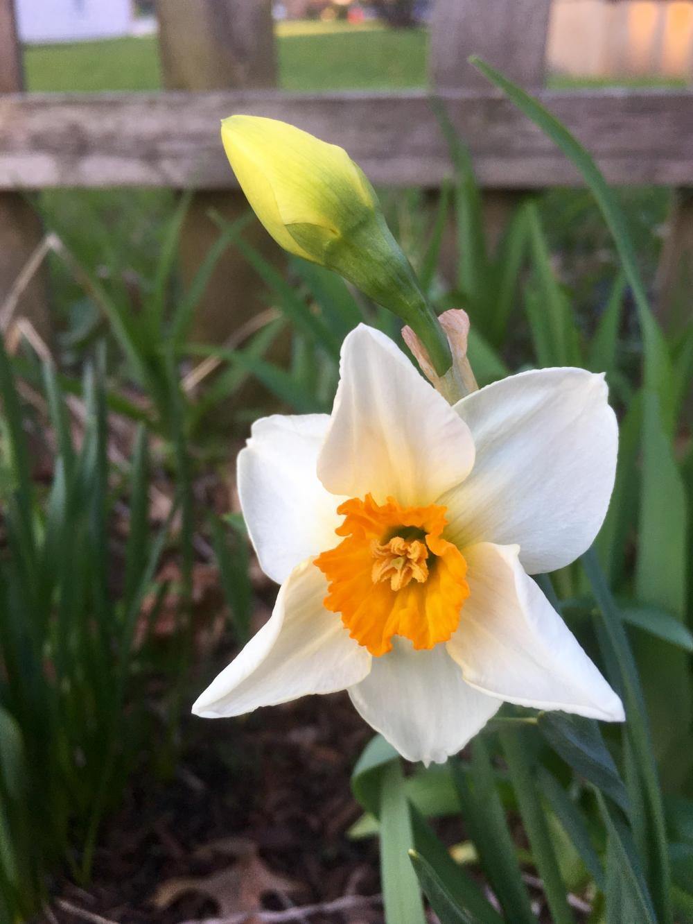 Daffodils just getting started 2