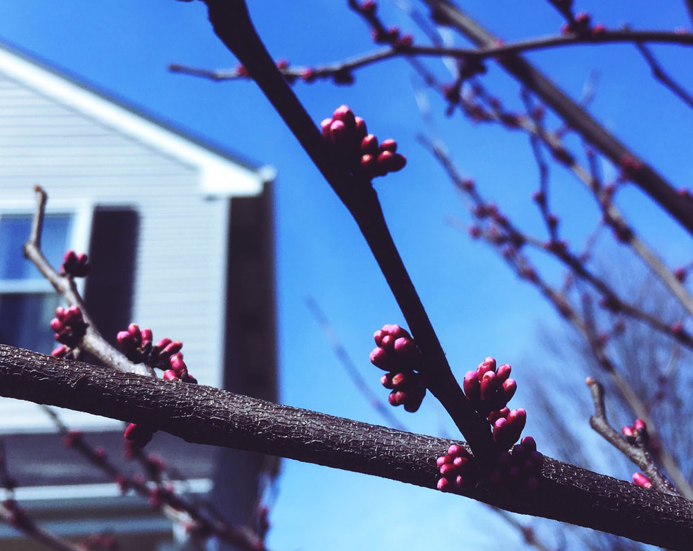 Eastern Redbud with buds!