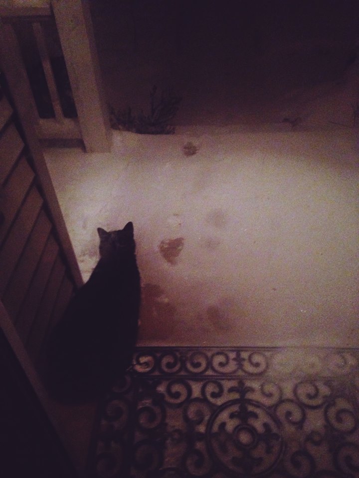 Fat Cat didnt get very far after insisting to go outside