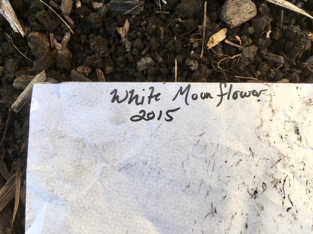 White Moonflower seeds