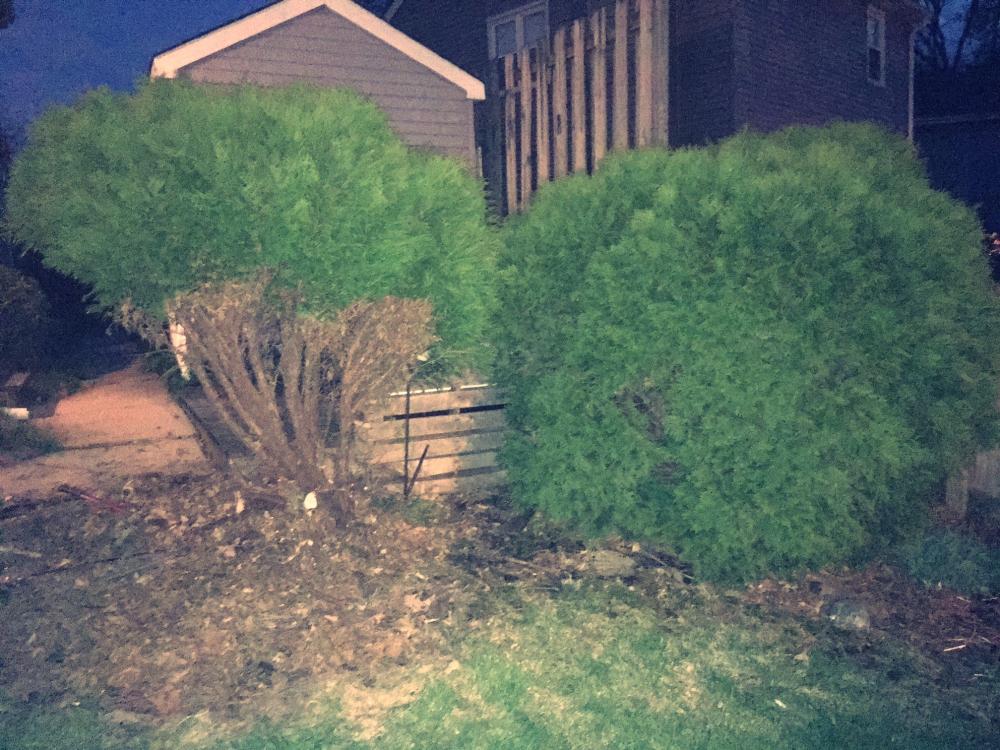 Giving the hedges a haircut