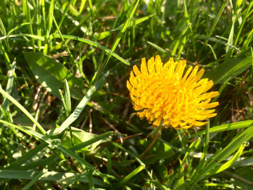 If only dandelions could just stay like this