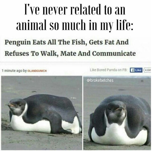 Ive never related to an animal so much
