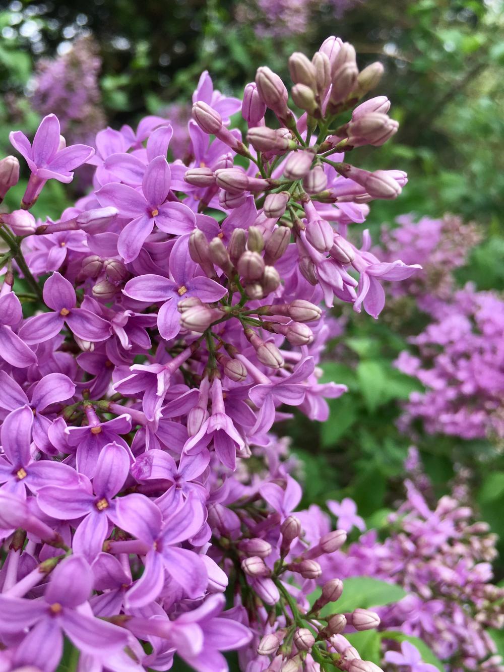 Lavender Lilacs