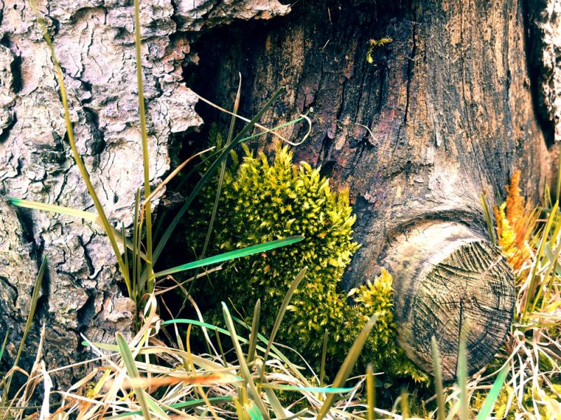 Moss on a log