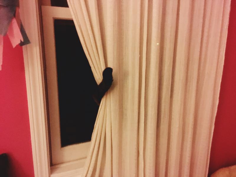 Pearl the cat playing hide and seek