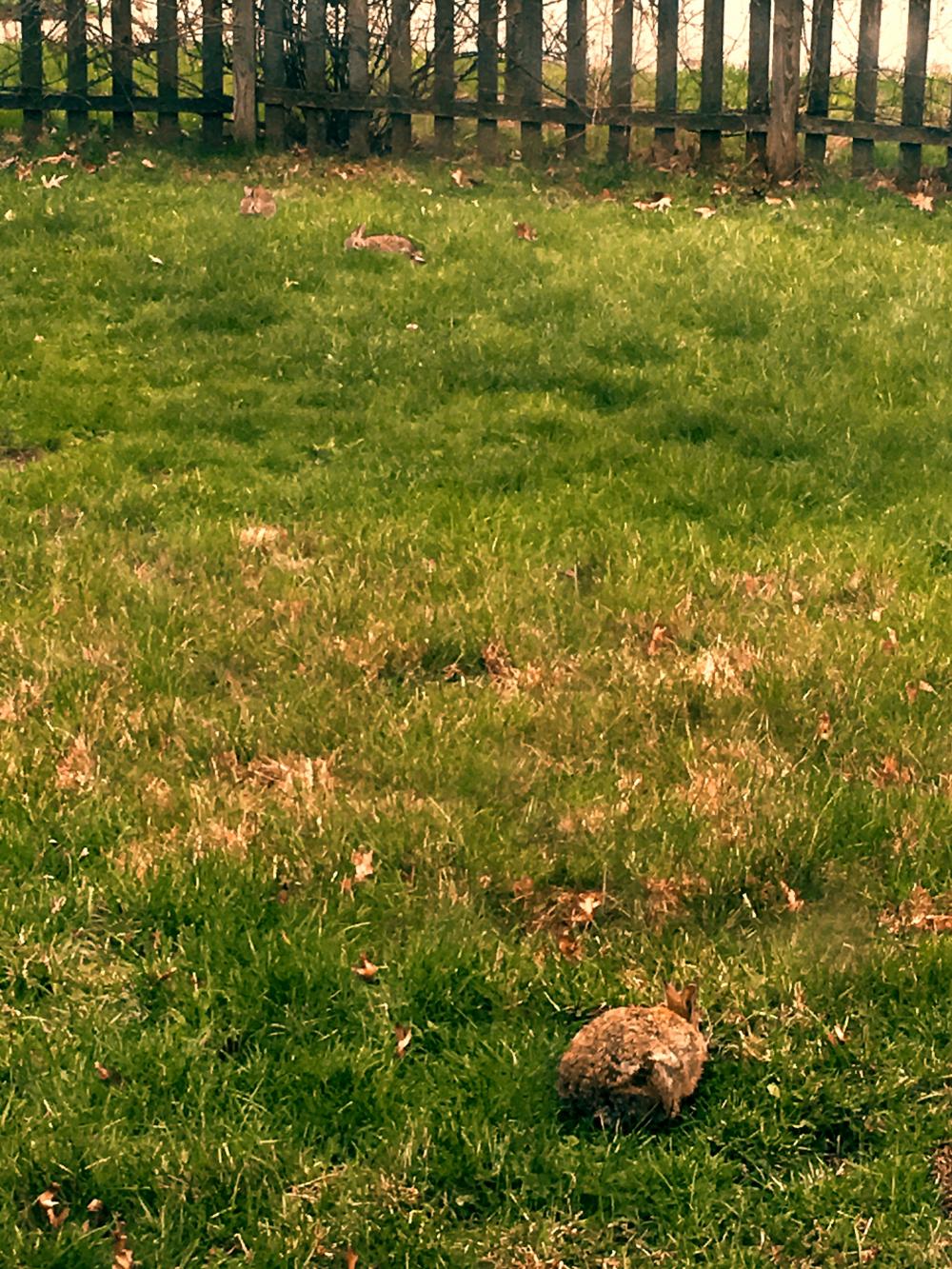 Three bunnies in the yard