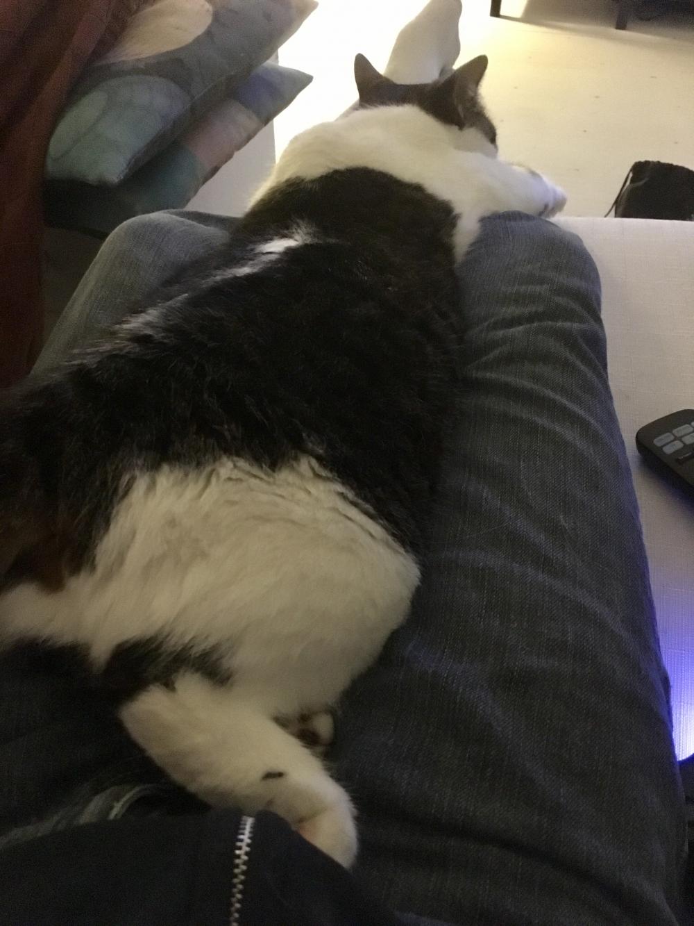 Whale cat was marooned earlier