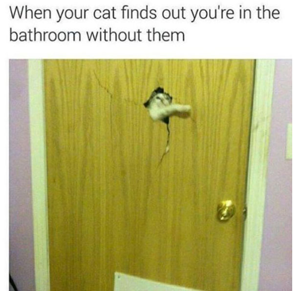 When your cat finds out