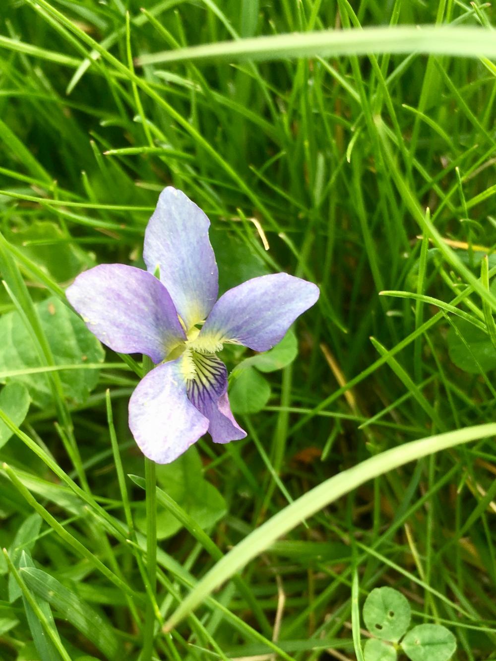 Wild Violets are the best