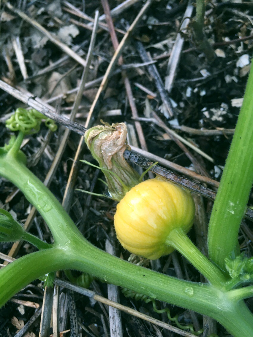 Baby pumpkin from last years jack o lantern