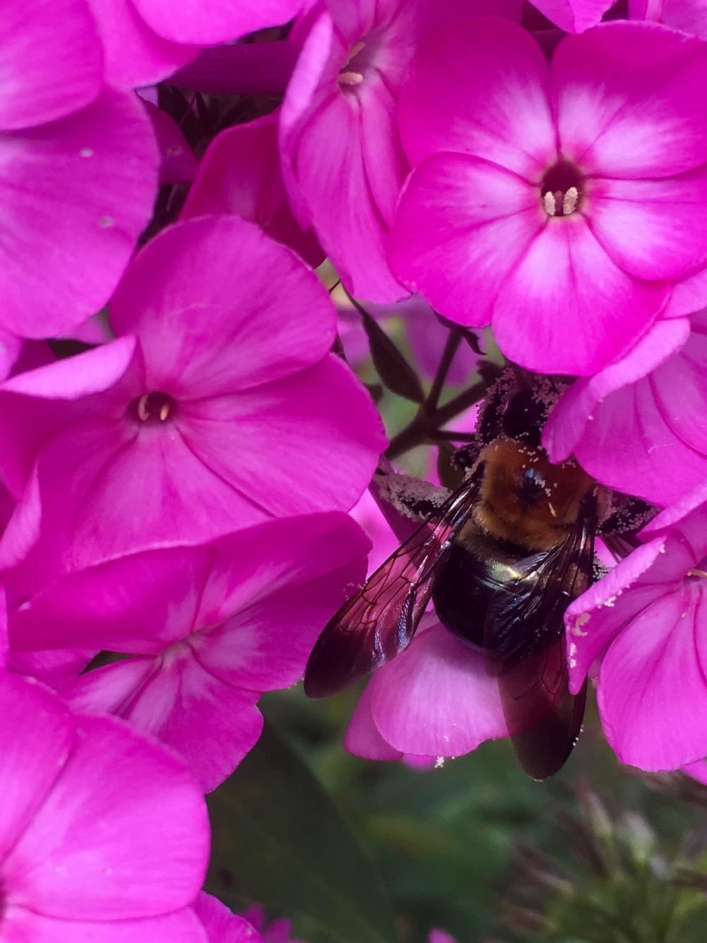 Bumblebee in the flowers