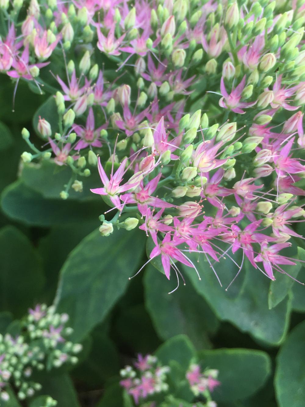 Dancing flower trails