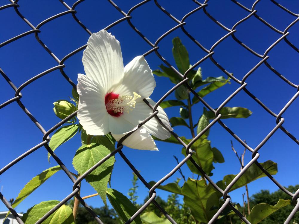 Hibiscus in the chain link