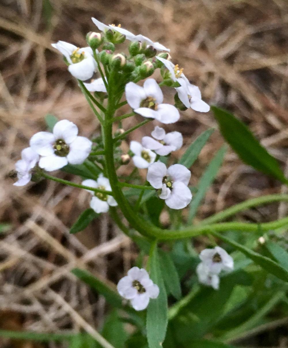 Mini-flowers