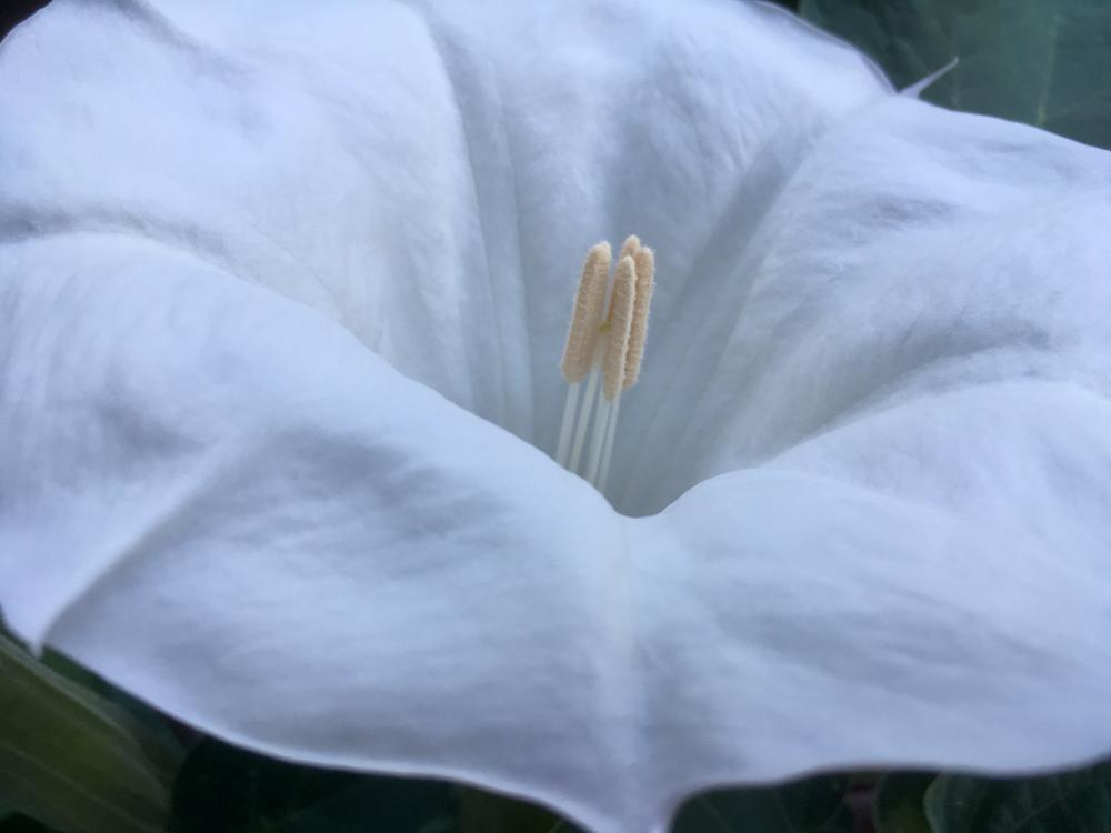 Moonflower opened