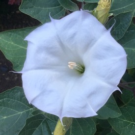 Moonflower wide open