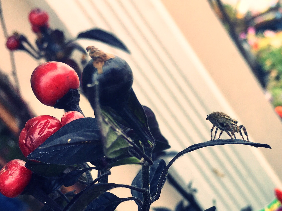 Spider with peppers