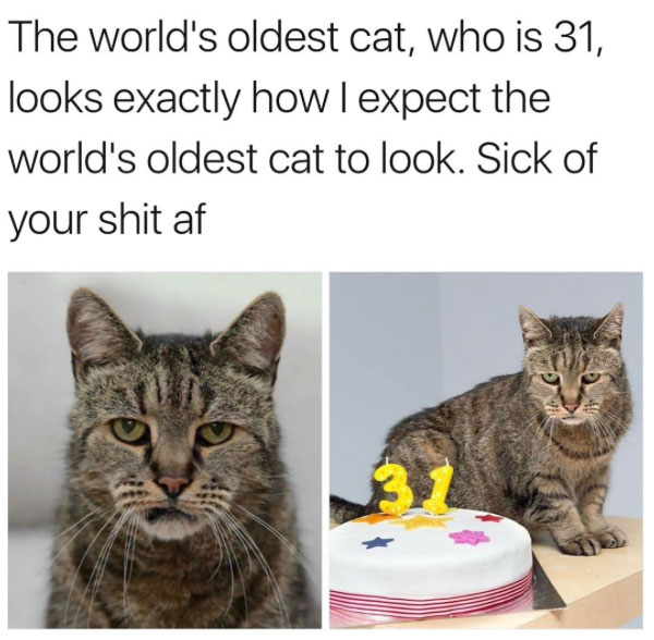 The worlds oldest cat