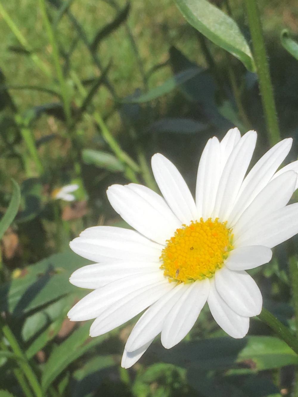 a flower to brighten your day