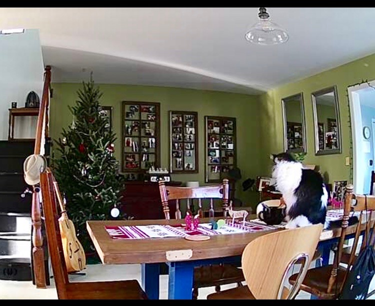 Cat on the dining room table