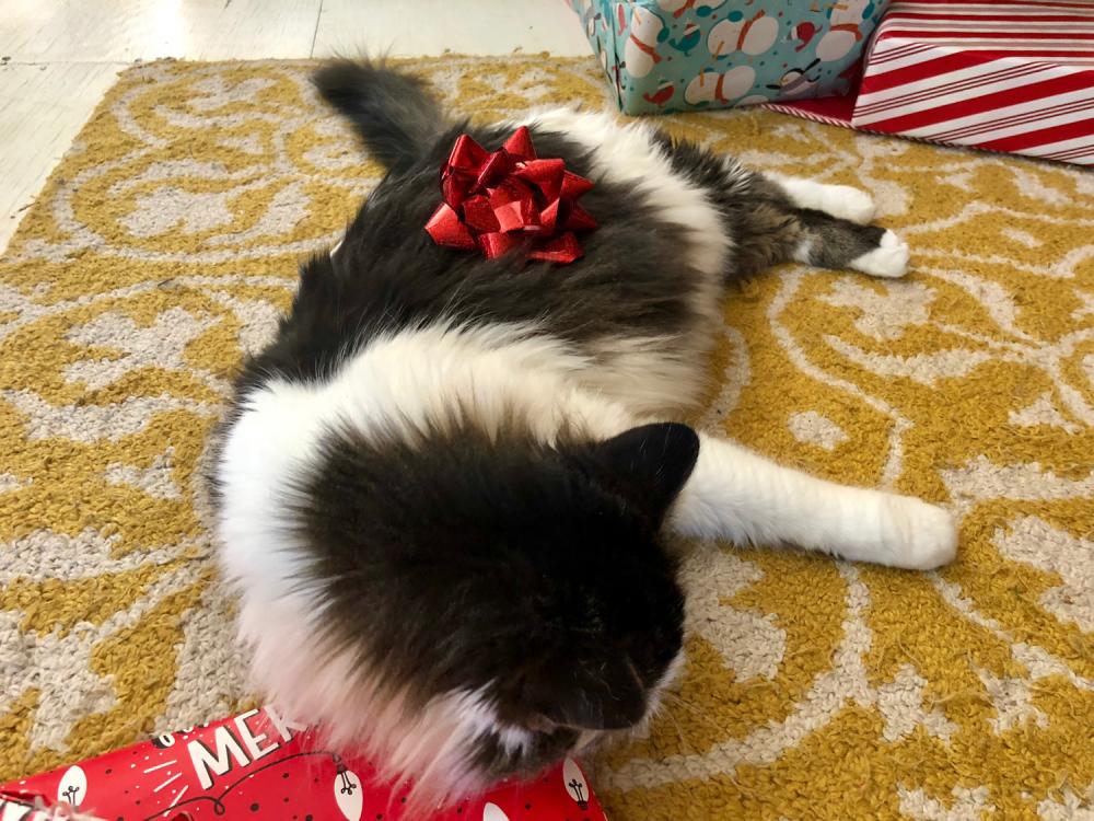 Cat with Christmas bow