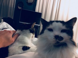 Cats on the bed a few minutes later