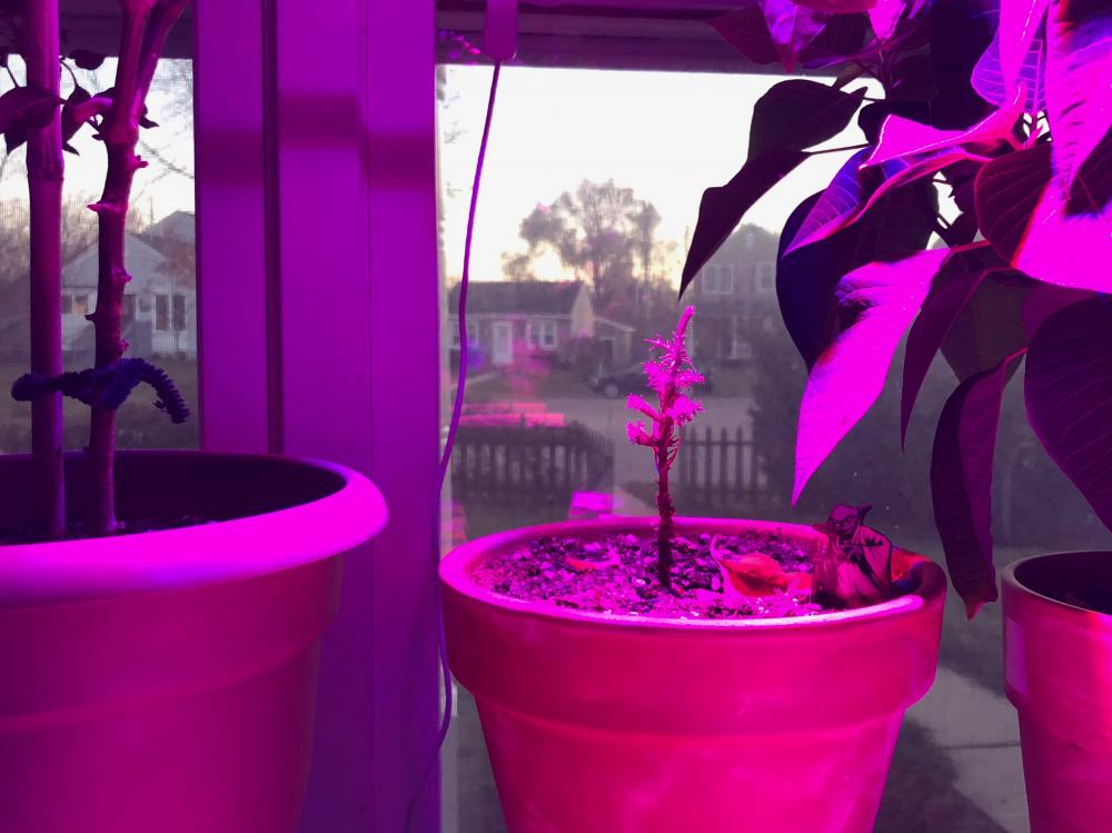 Giant Sequoia not doing so hot