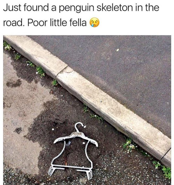 Just found a penguin skeleton