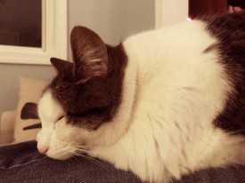 Pearl on my side 4