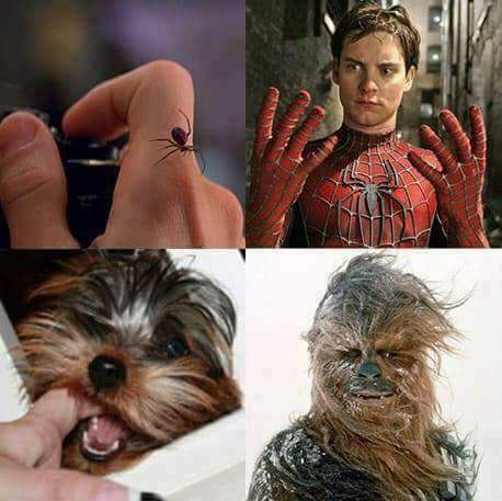 Spiderman and Chewbacca origins