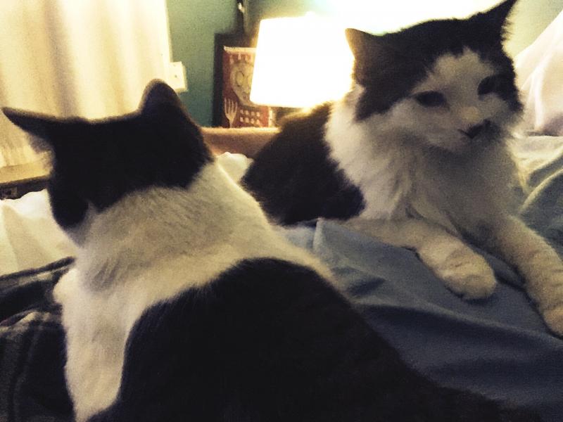Pearl and Mirah overlords
