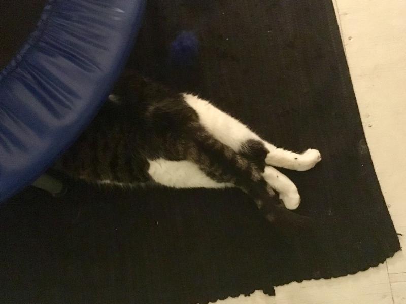 Now Pearl is having a nap