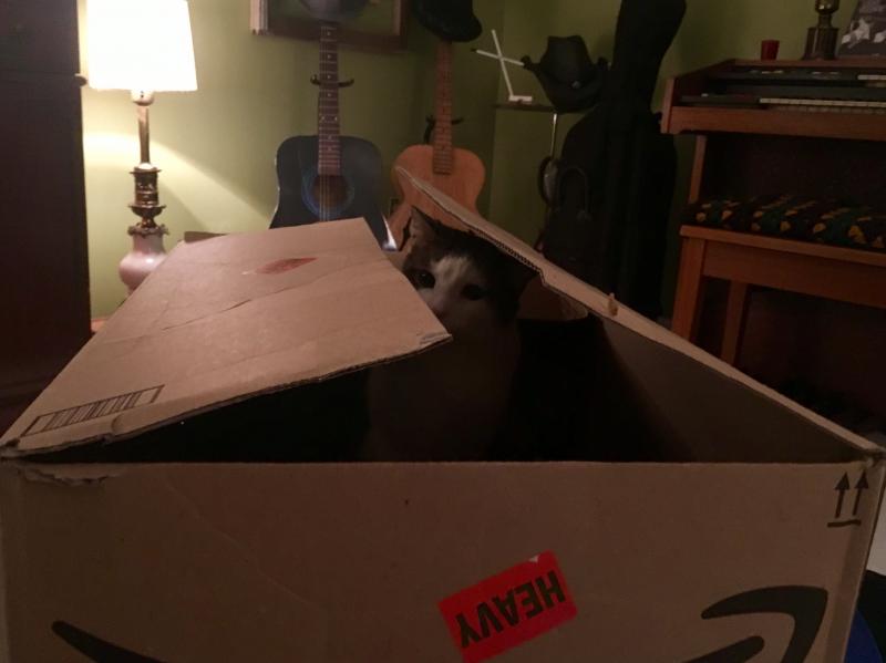 Pearl smelling the Amazon box 1