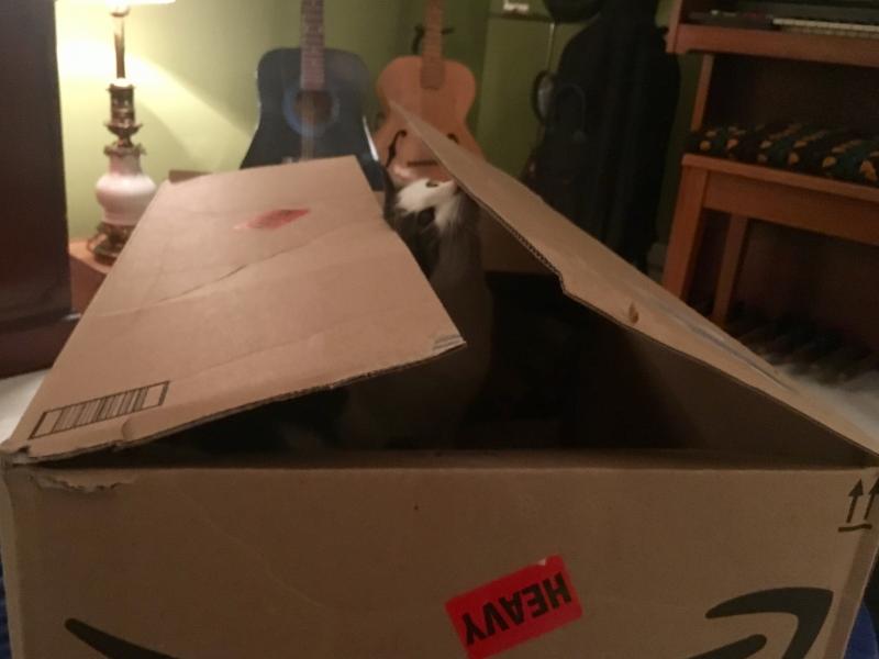 Pearl smelling the Amazon box 2