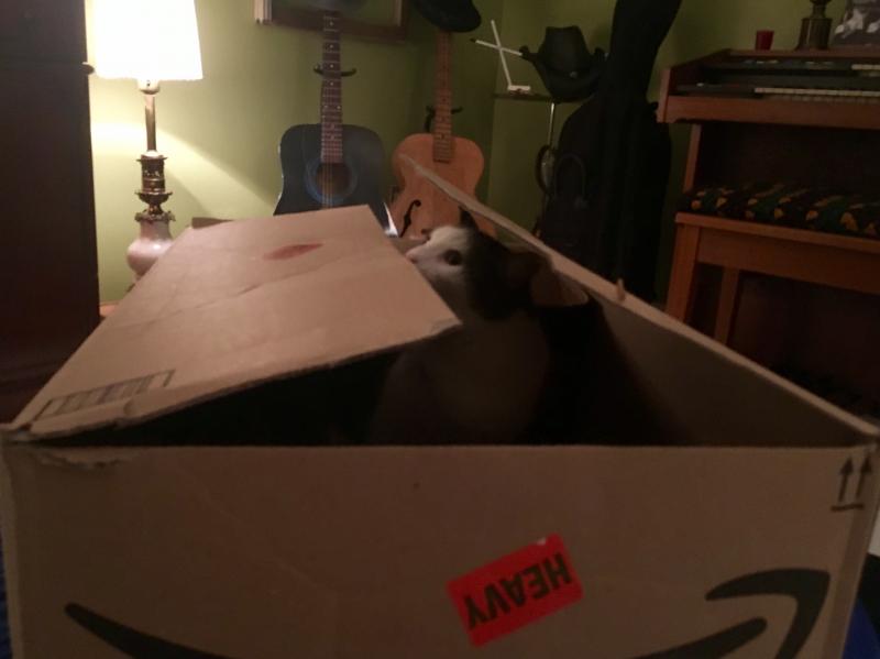 Pearl smelling the Amazon box 3