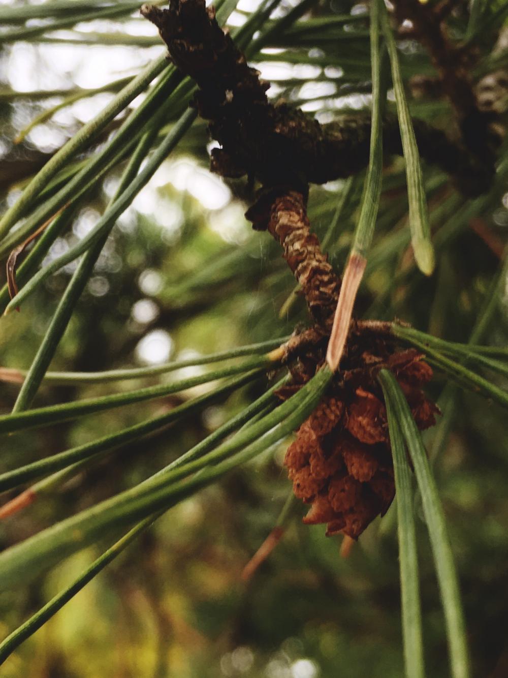 Baby pine cone