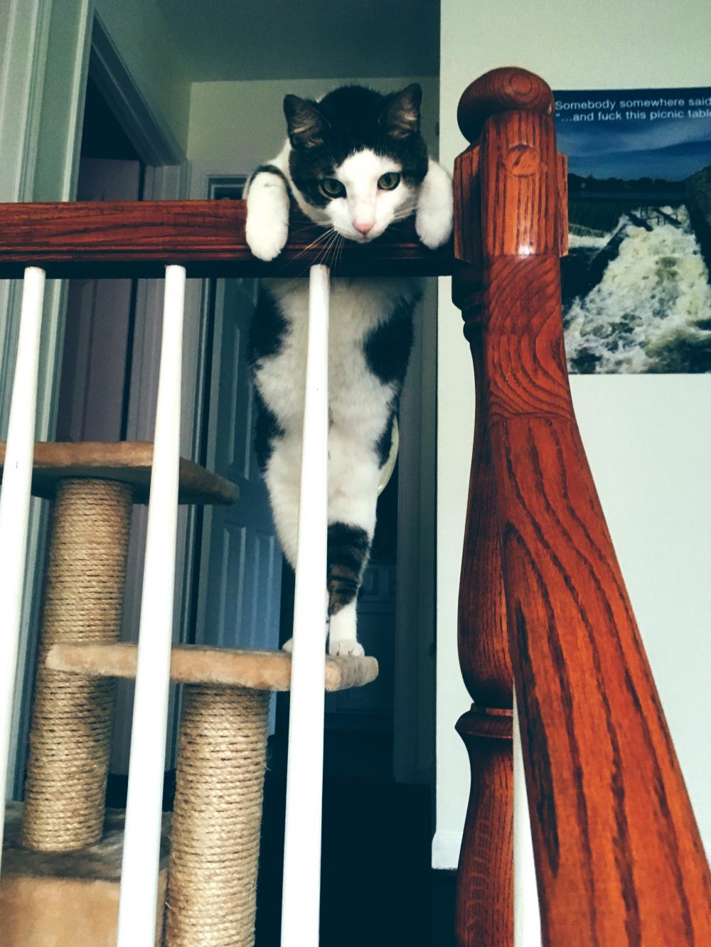 Cat on banister