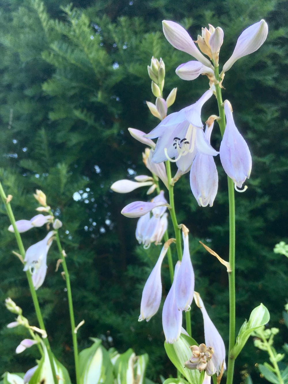 Happy Hosta Morning