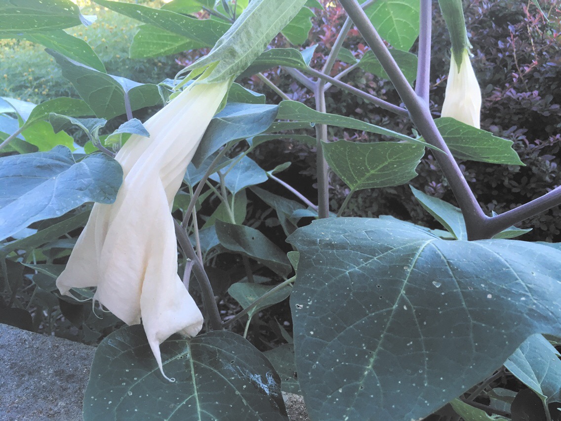 Moonflowers I hardly knew ya