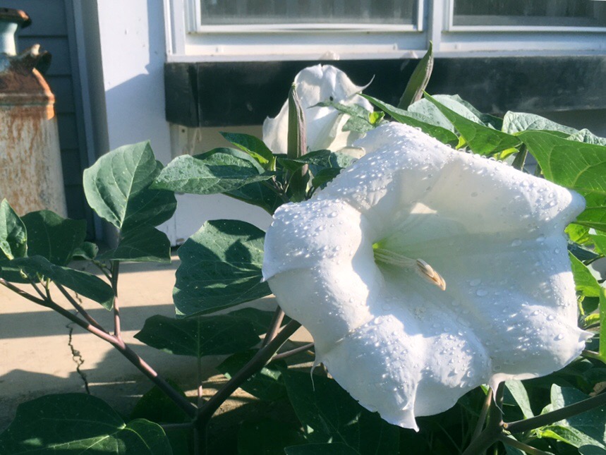 Moonflowers in the morning 1