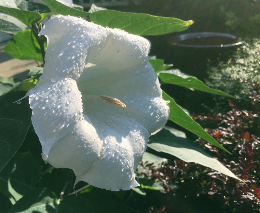 Moonflowers in the morning 2