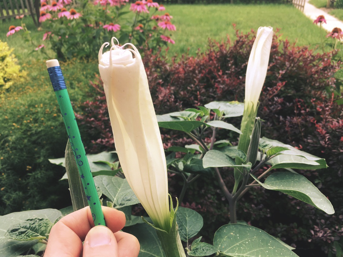 These moonflowers are gonna be huge
