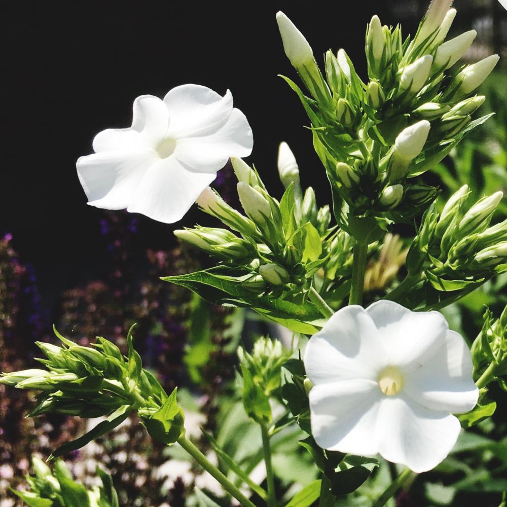 White phlox flowers 2