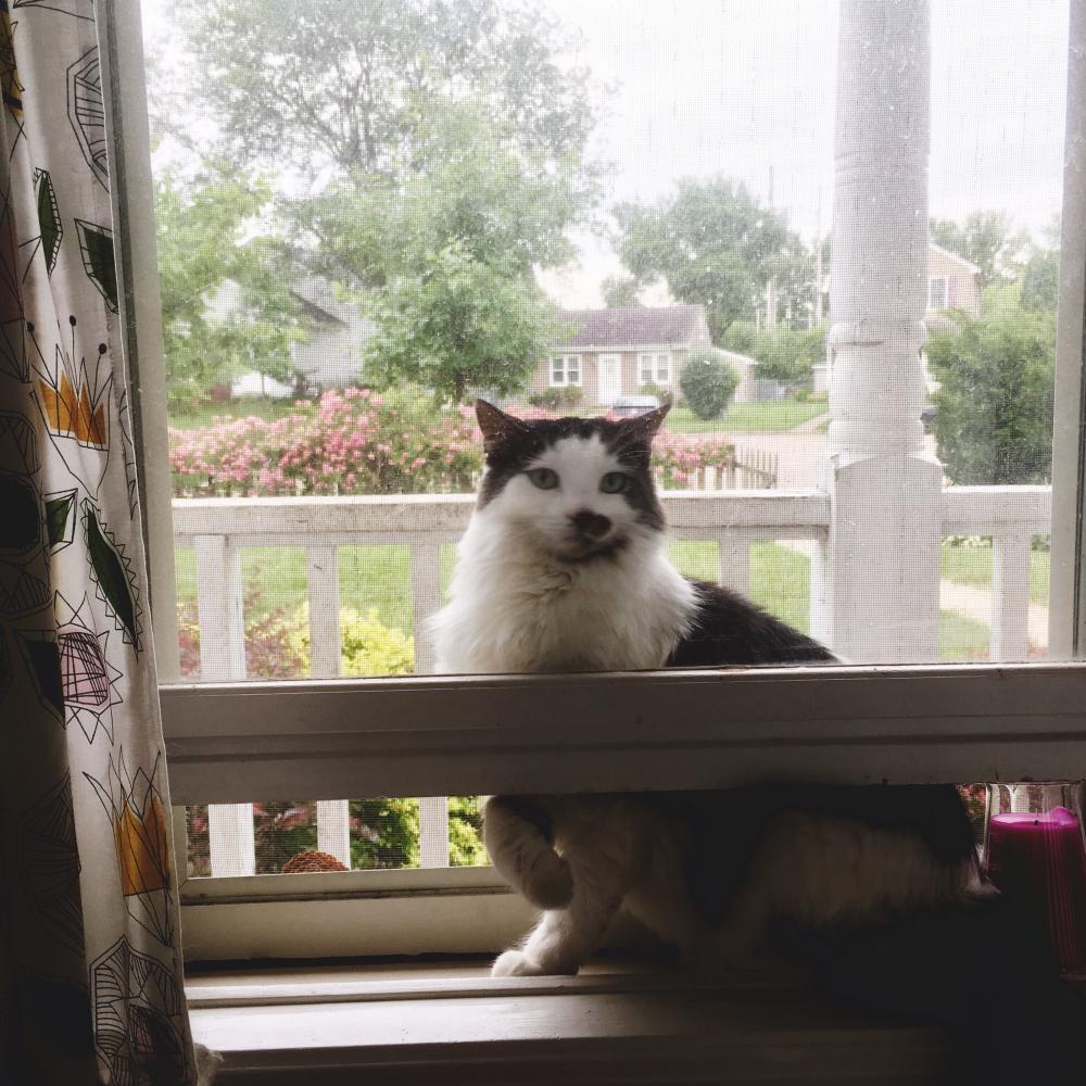 Cat inside the screen 1