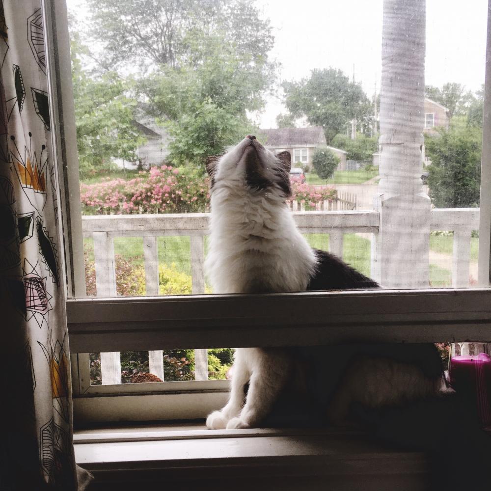 Cat inside the screen 2